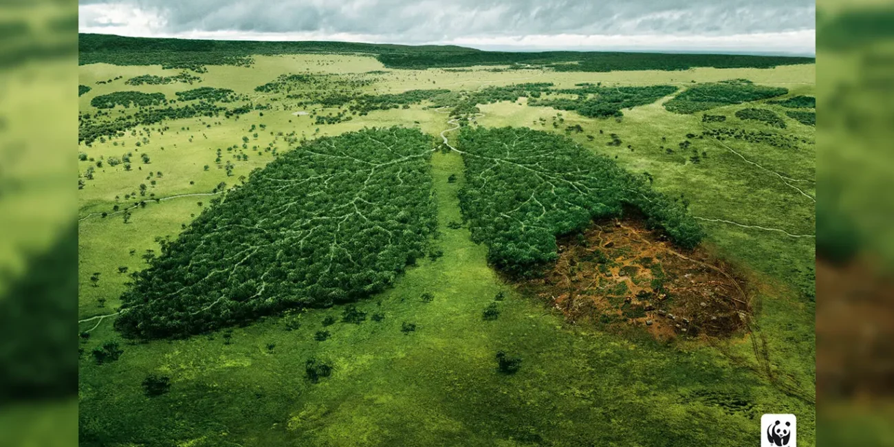 wwf lungs ad